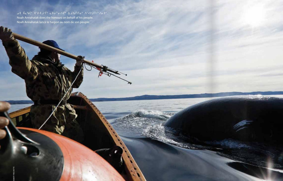 Inuit community of Kangiqsujuaq harvests first bowhead whale since 1928 at Akulivik Bay